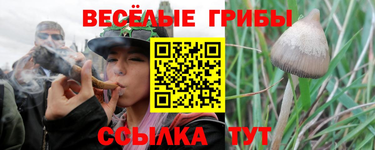 Псилоцибиновые грибы Psilocybine cubensis Каспийск